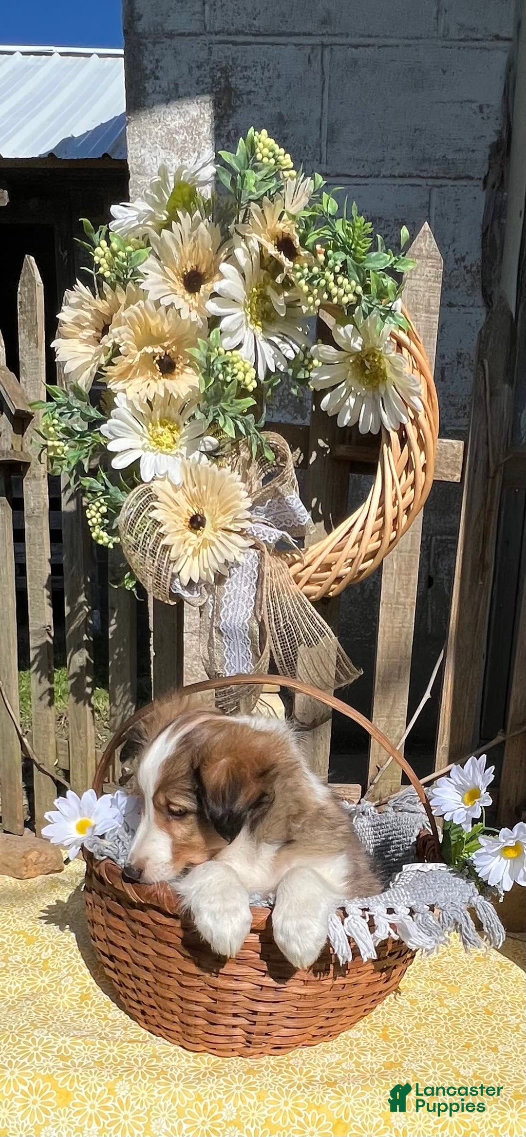 Shetland Sheepdog dogs for sale: Pam - Image 2