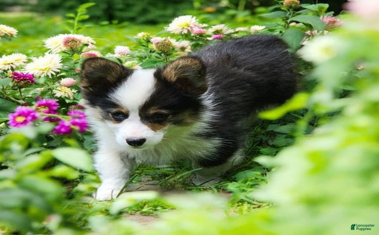 Welsh Corgi Pembroke dogs for sale - Ad 2