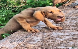 Bloodhound dogs for sale: Light Blue - Image 3
