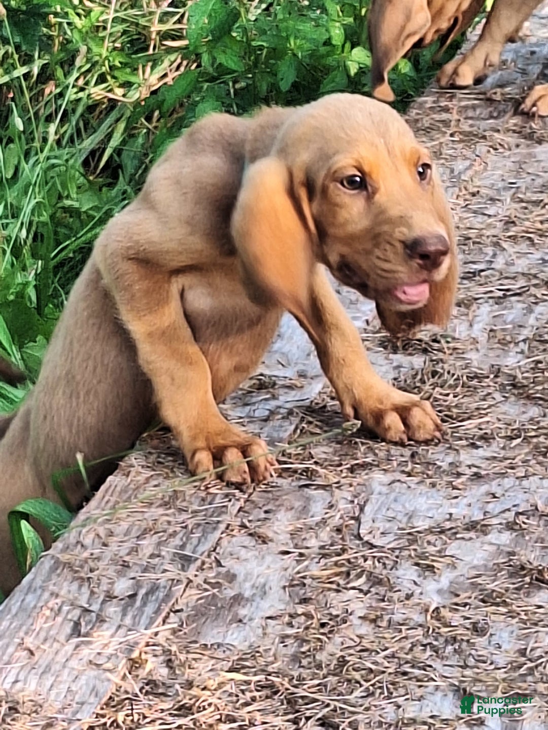 Bloodhound dogs for sale: Light Blue - Image 3