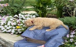 Goldendoodle dogs for sale: Jasmine - Image 6