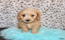 Cavapoo dogs for sale: Cavapoo 7 puppies - Image 2
