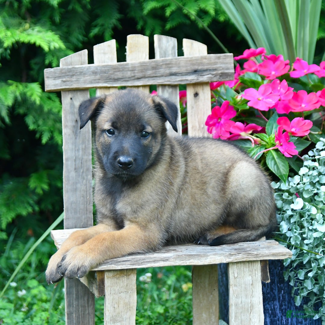 Belgian Malinois dogs for sale: Belgian Malinois 9 puppies - Image 13