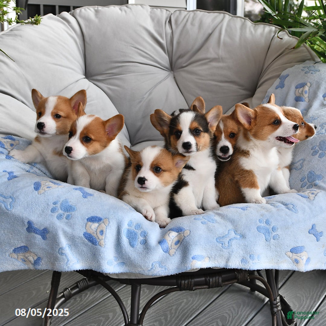 Welsh Corgi Pembroke dogs for sale: Jaxon - Image 2
