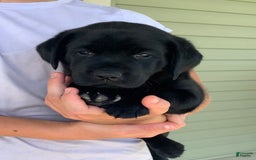 Labrador Retriever dogs for sale: Lilly - Image 8