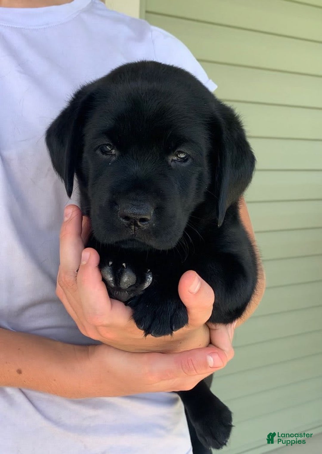 Labrador Retriever dogs for sale: Lilly - Image 8