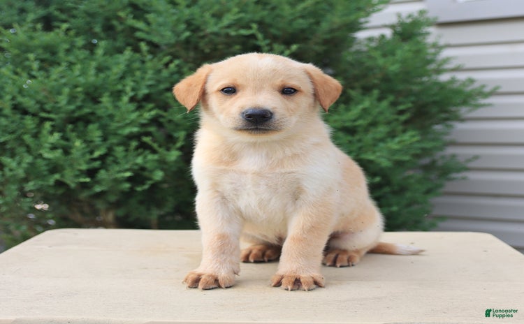 Labrador Retriever dogs for sale - Ad 1