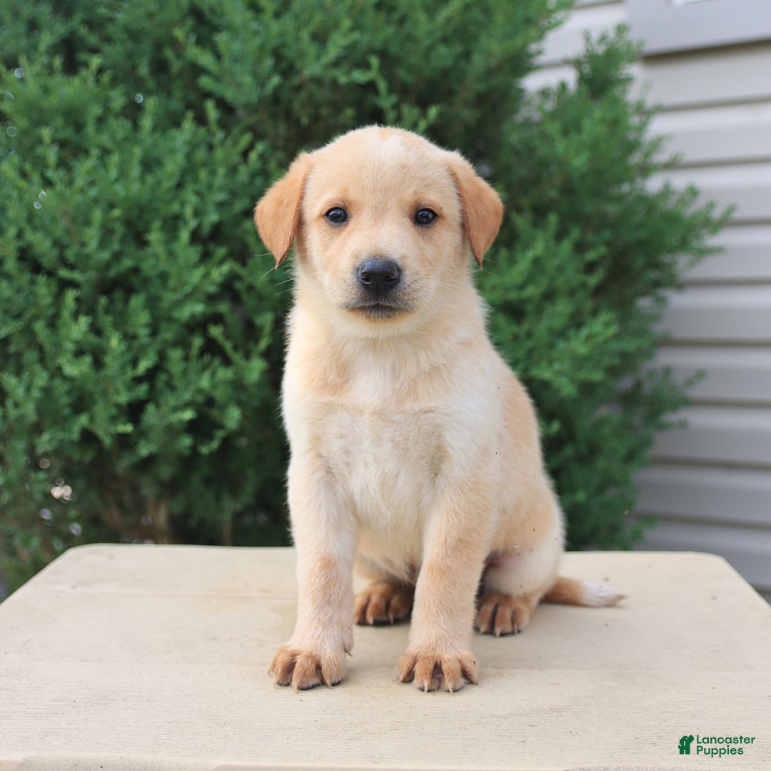 Labrador Retriever dogs for sale: Felix - Image 1