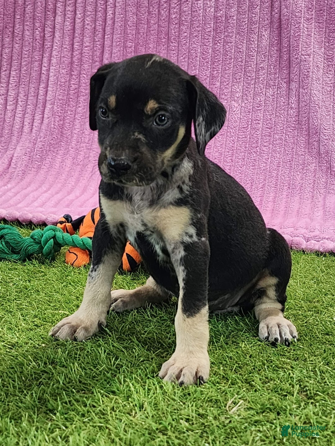 Catahoula Leopard Dog dogs for sale: Tess 2025 Female 4 - Image 5