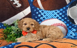 Cockapoo dogs for sale: Croydon - Image 9