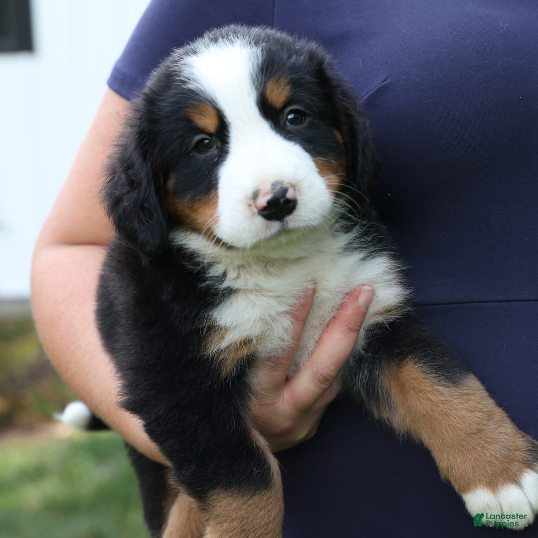 Bernese Mountain Dog dogs for sale: Sage - Image 4
