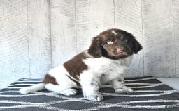 Newfoundland dogs for sale: Jasper - Image 9