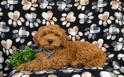 Cockapoo dogs for sale: Ferguson - Image 11