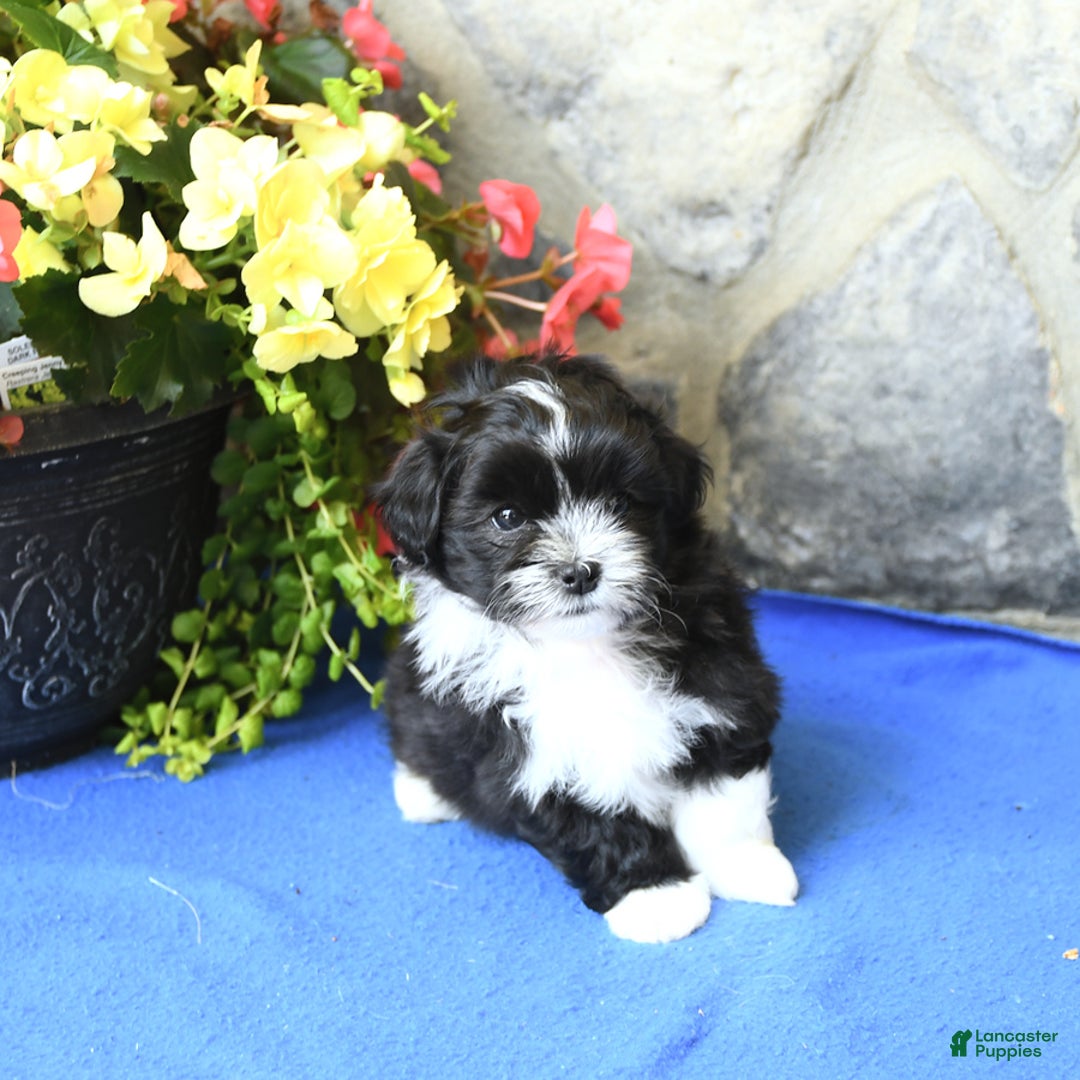 Teddy Bear dogs for sale: Kelsey - Image 1