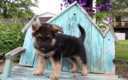 German Shepherd dogs for sale: Bear - Image 8