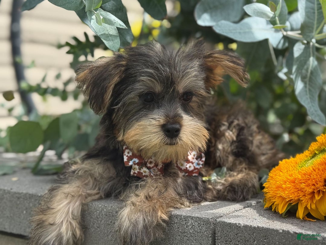 Yorkshire Terrier dogs for sale: Baxter - Image 3
