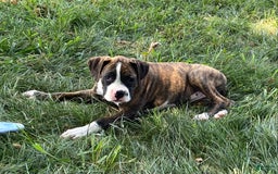 Boxer dogs for sale: River - Image 7