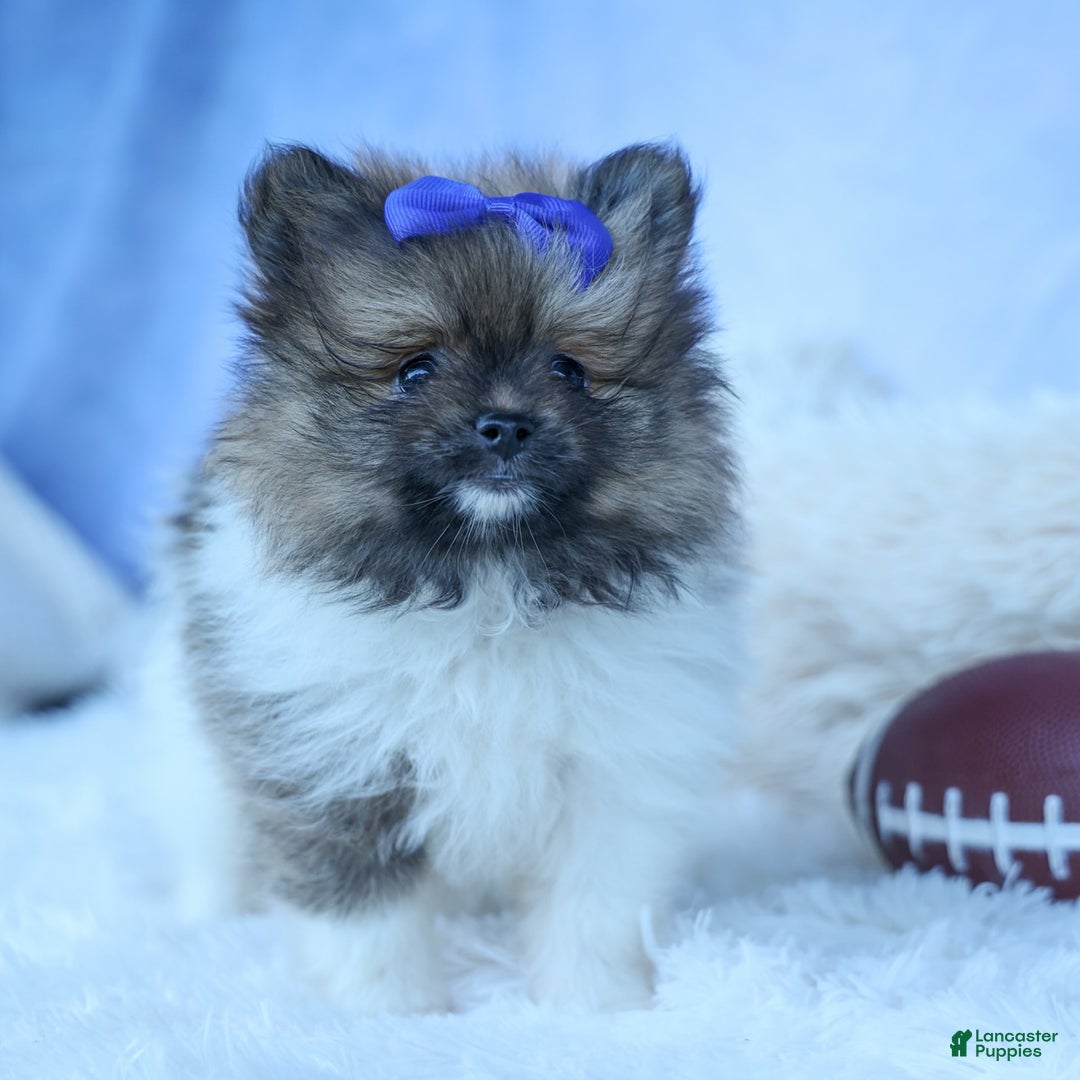 Pomeranian dogs for sale: Bobby - Image 6
