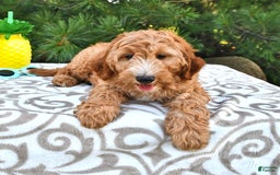 Mini Goldendoodle dogs for sale: Dancer - Image 10