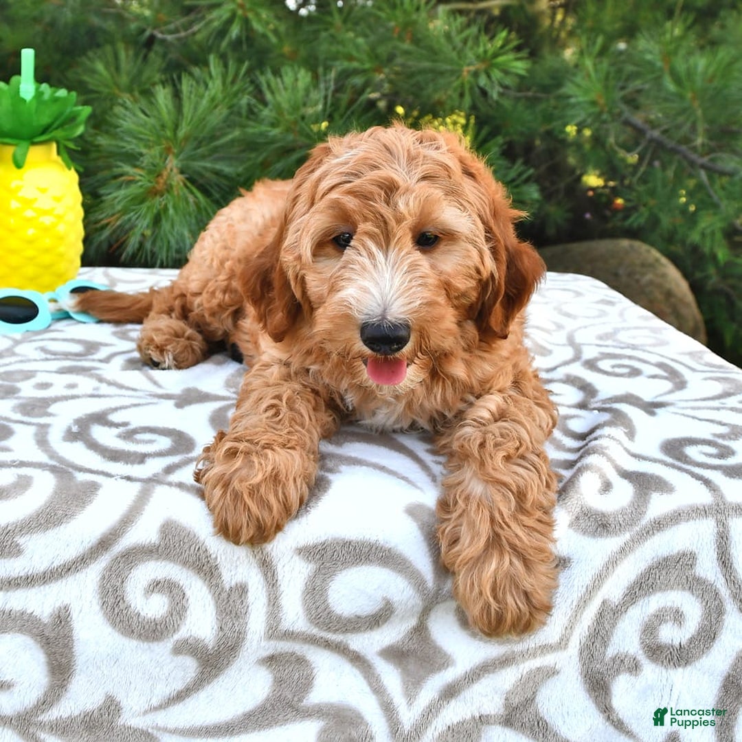 Mini Goldendoodle dogs for sale: Dancer - Image 10