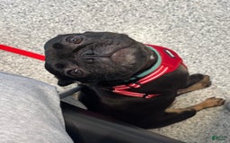 French Bulldog dogs for sale: Dream - Image 3