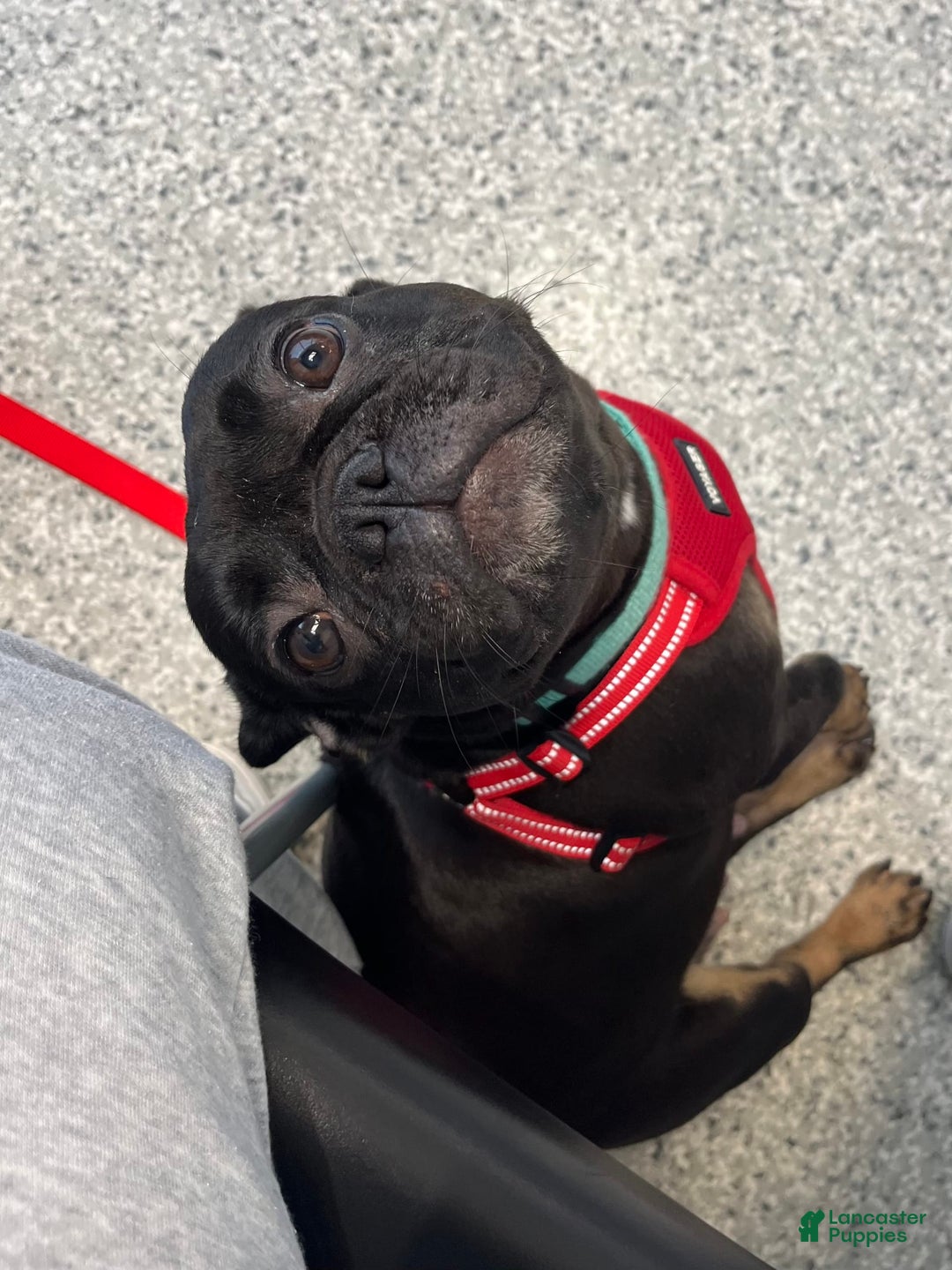 French Bulldog dogs for sale: Dream - Image 3