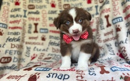 Miniature Australian Shepherd dogs for sale: Nugget - Image 3