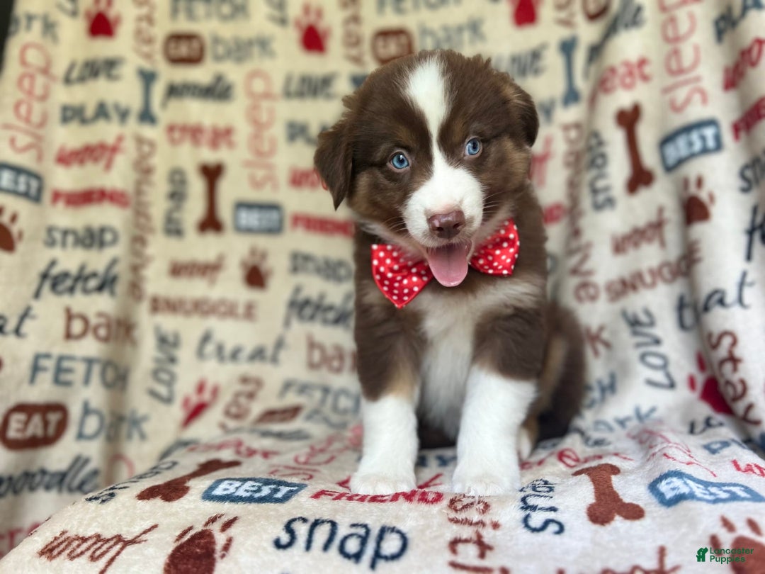 Miniature Australian Shepherd dogs for sale: Nugget - Image 3