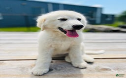 Maremma Sheepdog dogs for sale: Daisy - Image 9