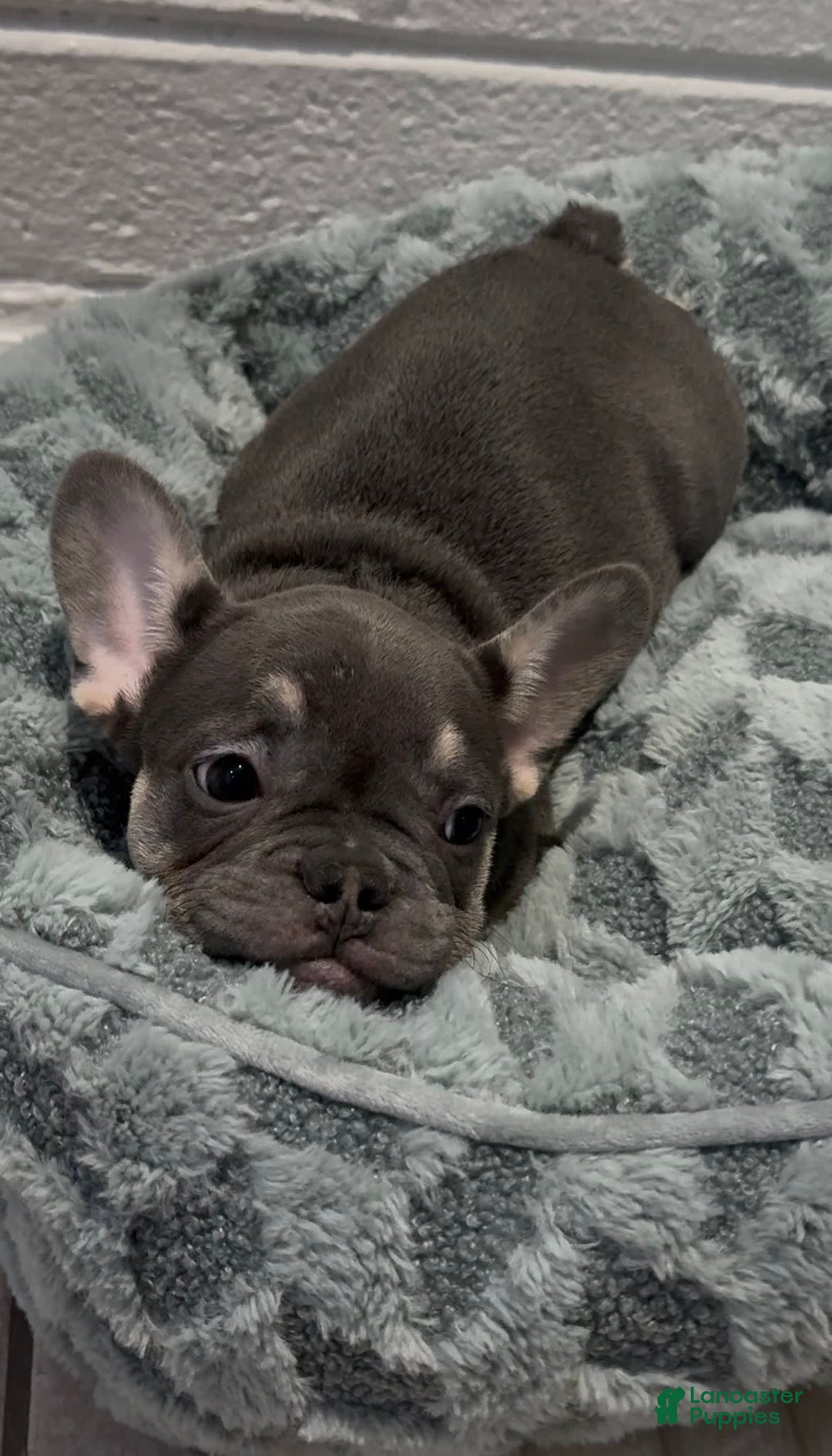 French Bulldog dogs for sale: Aurora - Image 2