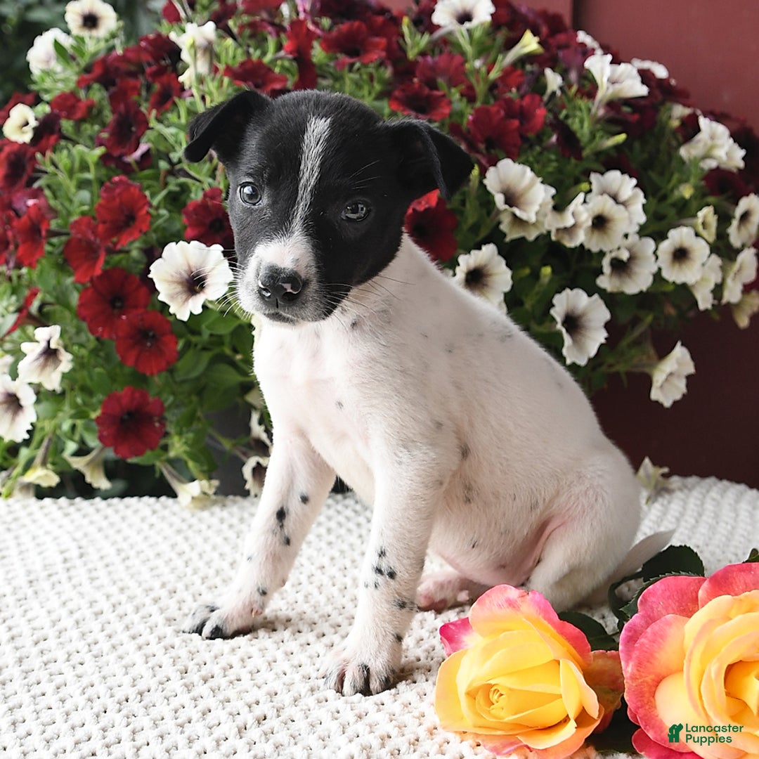 Border Collie dogs for sale: Tina - Image 2