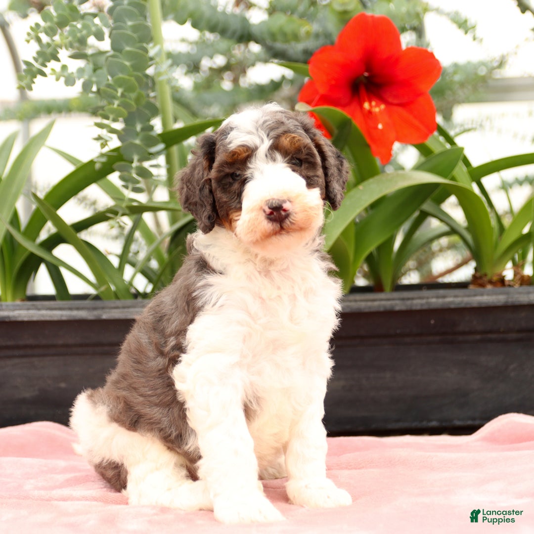 Bernedoodle dogs for sale: Truffle - Image 2