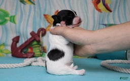 Morkie dogs for sale: Macchiato - Image 2