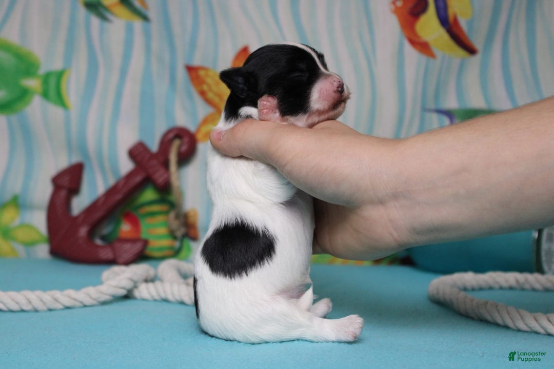 Morkie dogs for sale: Macchiato - Image 2
