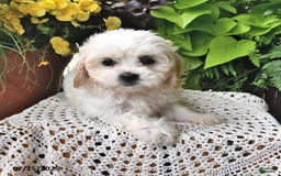 Cavachon dogs for sale: Millie - Image 8