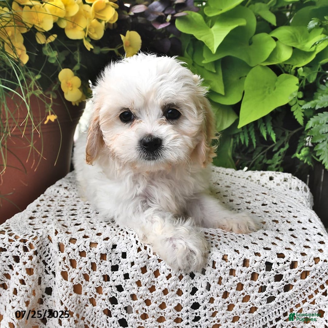 Cavachon dogs for sale: Millie - Image 8