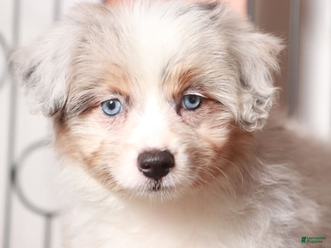 Mini Aussiedoodle dogs for sale: Patsy - Image 3