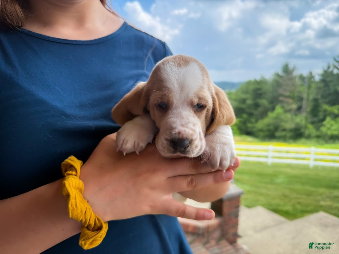 Basset Hound dogs for sale: Daisy - Image 11