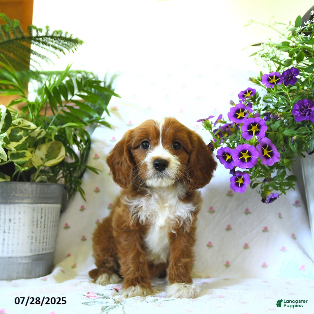 Cavapoo dogs for sale: Cavapoo 5 puppies - Image 4