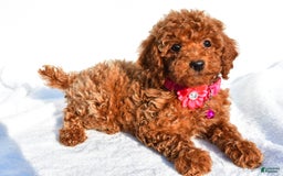 Miniature Poodle dogs for sale: October - Image 1