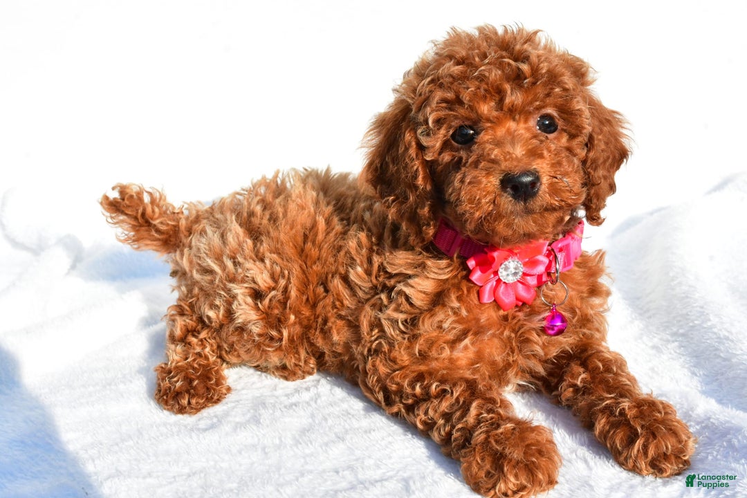 Miniature Poodle dogs for sale: October - Image 1