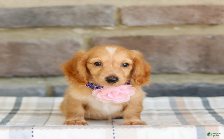 Miniature Dachshund dogs for sale - Ad 5