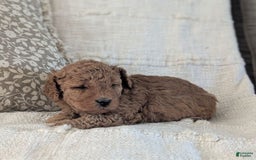 Mini Goldendoodle dogs for sale: F1b Leo - Image 10