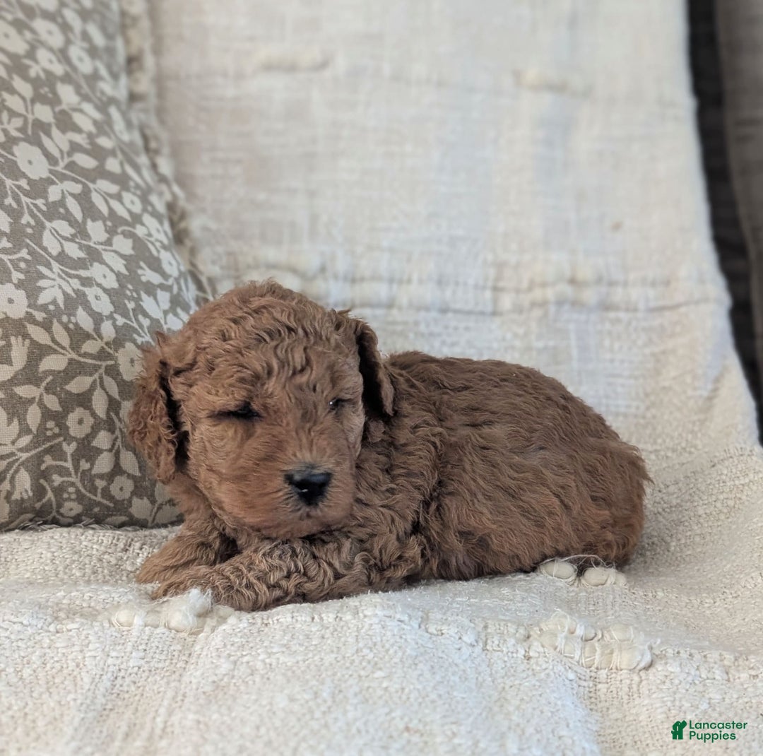 Mini Goldendoodle dogs for sale: F1b Leo - Image 10