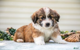 Mini Aussiedoodle dogs for sale: Roscoe - Image 4