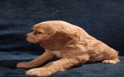 Cocker Spaniel dogs for sale: Tinka - Image 15