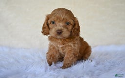 Cockapoo dogs for sale: Hazel - Image 1