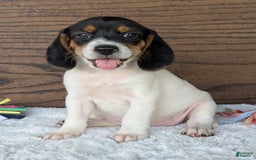 Beagle dogs for sale: Lucy - Image 1