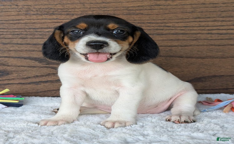 Beagle dogs for sale - Ad 5