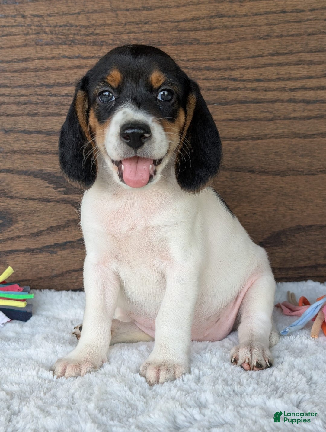 Beagle dogs for sale: Lucy - Image 1